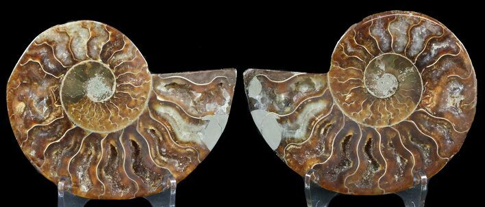 Sliced Fossil Ammonite Pair - Agatized #46519